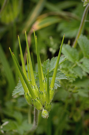 Erodium moschatum