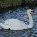 Mute swan