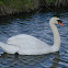 Mute swan