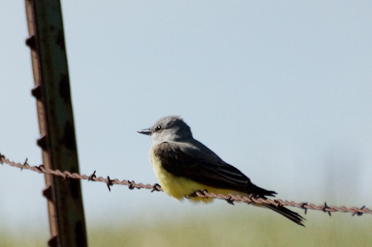 Western Kingbird