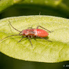 Plant Bug nymph