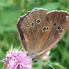 The ringlet