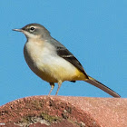 Grey Wagtail; Lavandera Cascadeña