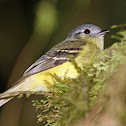 Ashy-headed Tyrannulet