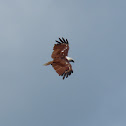 Brahminy Kite