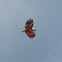 Brahminy Kite