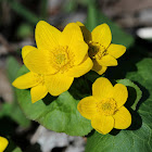 Marsh-marigold (Kingcup)