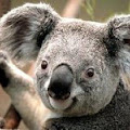 aussiemariann avatar