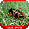 Cricket Sounds icon