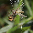 Orb-weaver Spider with Prey