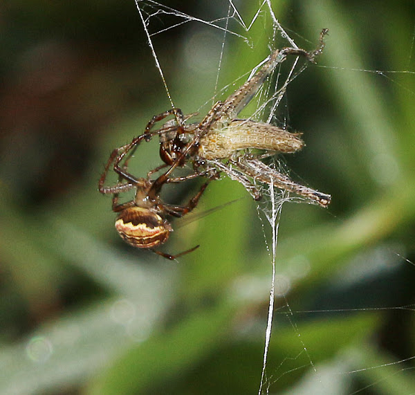 Close-up of a spider in its web eating its prey, Shot with:…, spider's web  