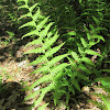 Hay-scented Fern