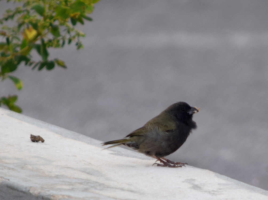 Black-faced Grassquit