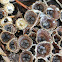 Bird's-nest Fungi