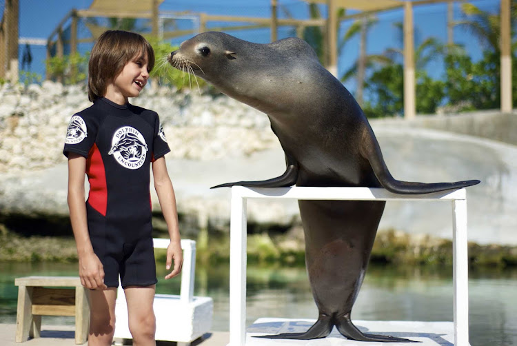 Have a fun sea lion encounter while visiting Paradise Island in the Bahamas. 