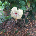 White hibiscus