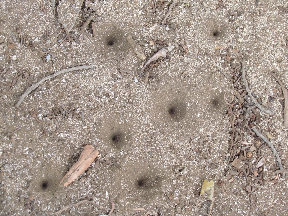 Antlion Larva pits