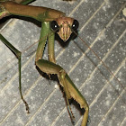 Chinese Mantis