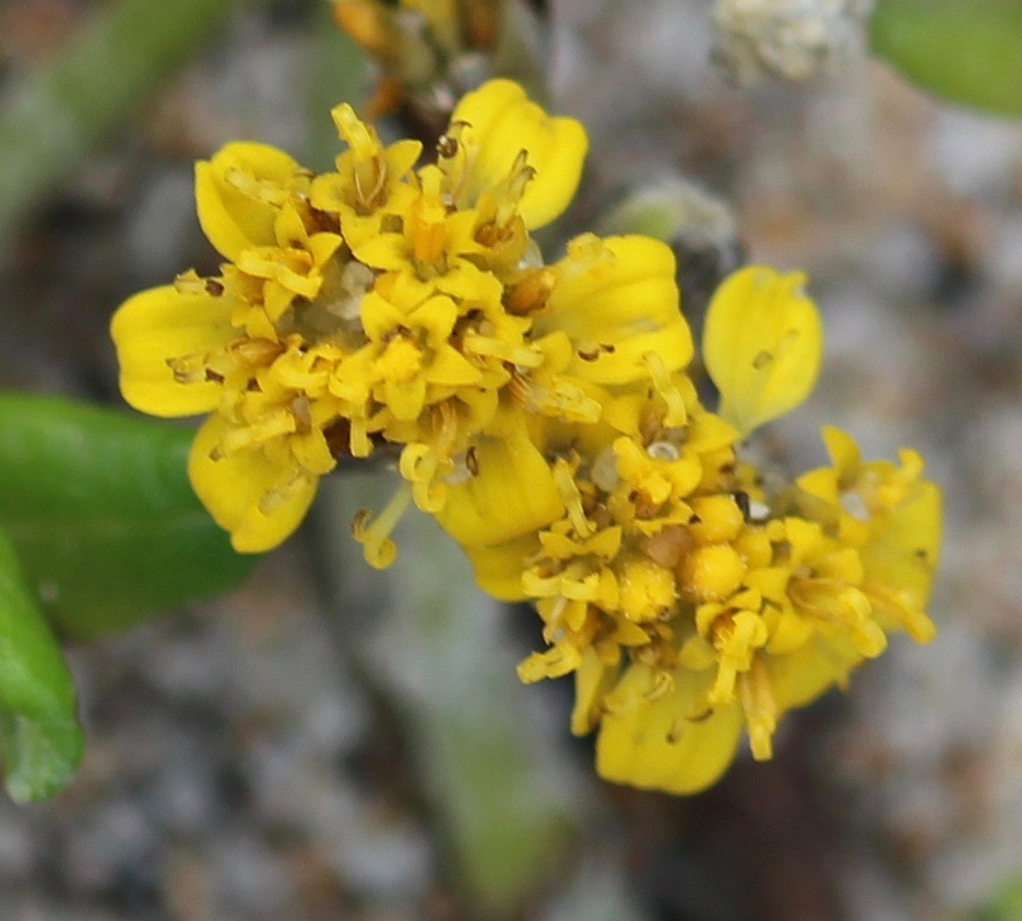 Golden Yarrow