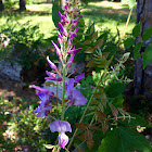 Wisteria