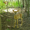 White Tailed Deer