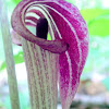 Jack-in-the-pulpit