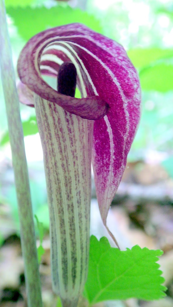 Jack-in-the-pulpit