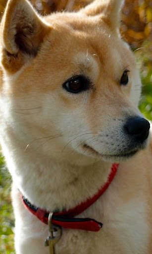 Download Shiba Inu Wallpaper Google Play softwares - a8dKk5jUGjmt | mobile9