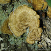 Gilled Polypore