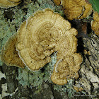 Gilled Polypore