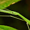 Stick insect