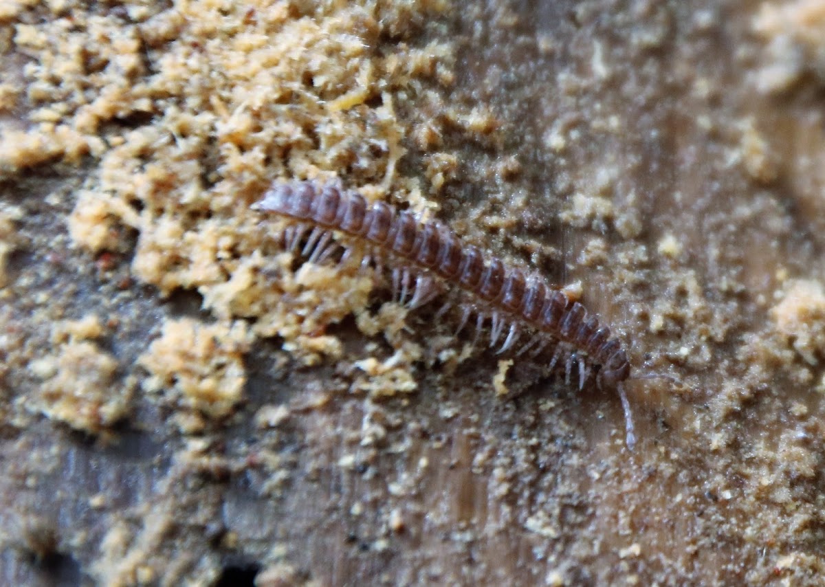 Flat-backed Millipede