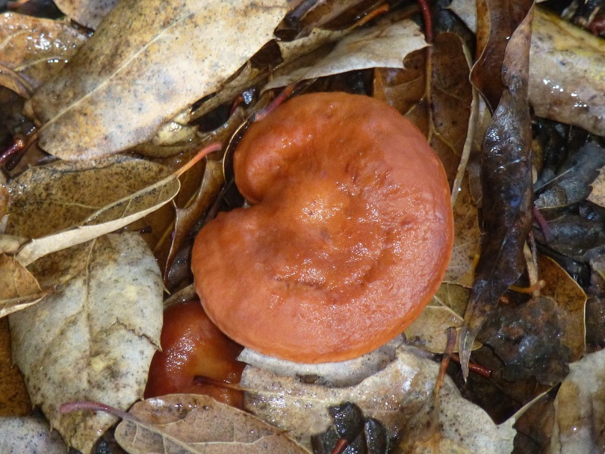 Milkcap