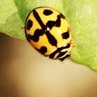 Six-spotted Zigzag Ladybird