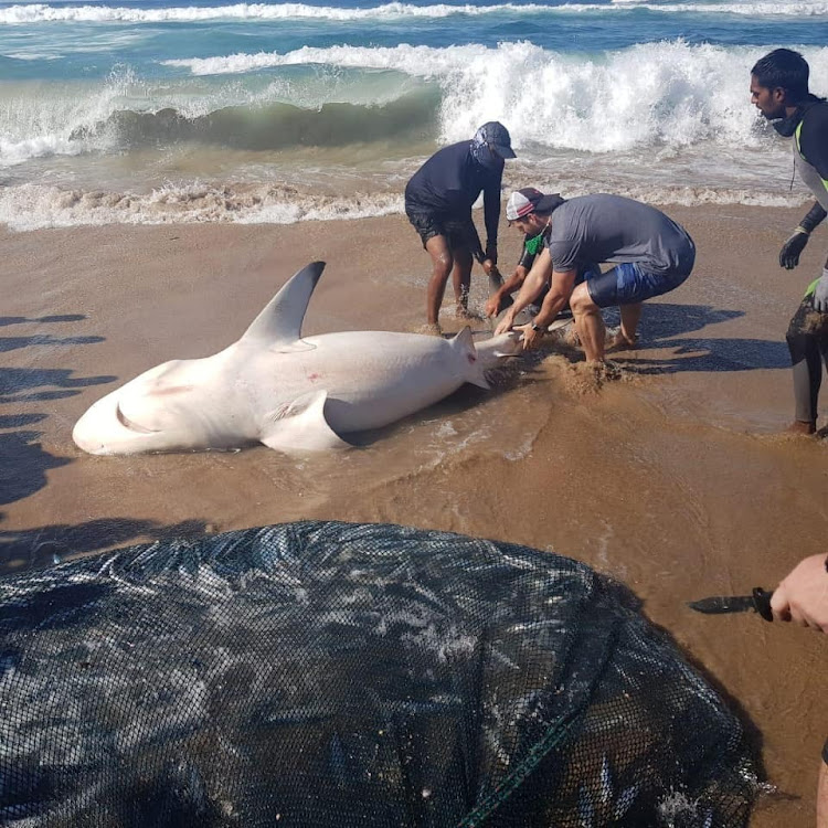 A shark was netted with a big shoal of sardines on the KwaZulu-Natal south coast yesterday.