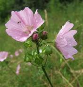 musk mallow