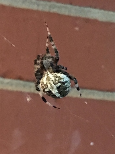 Spotted Orbweaver Spider