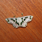 Geometer Moth