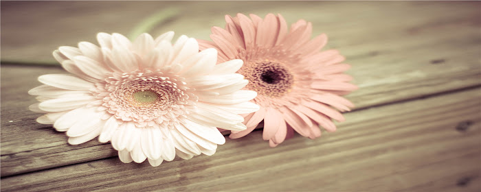 Gerbera Themes & New Tab marquee promo image