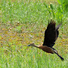 Lesser whistling duck