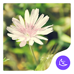 Cover Image of Télécharger Daisy-APUS Launcher theme 567.0.1001 APK