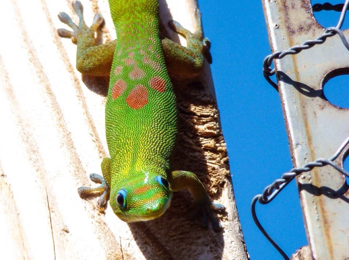 Gold Dust Day Gecko