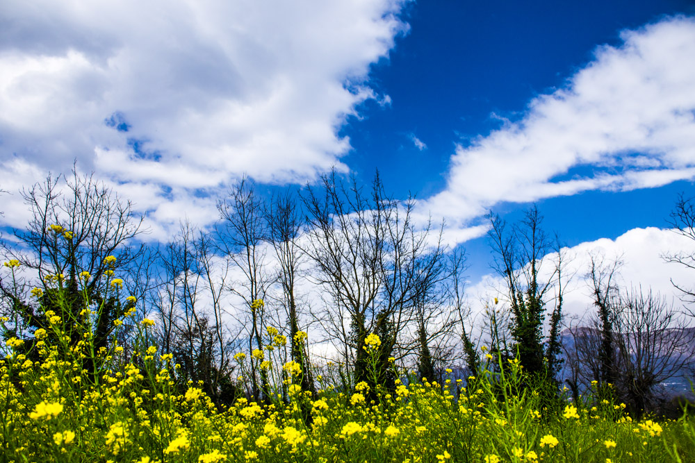 primavera fiorita  di andrea83