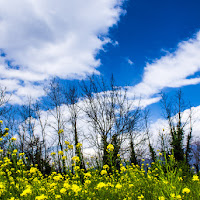 primavera fiorita  di 