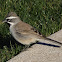 Black-throated Sparrow