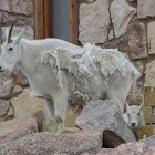 Mountain Goat