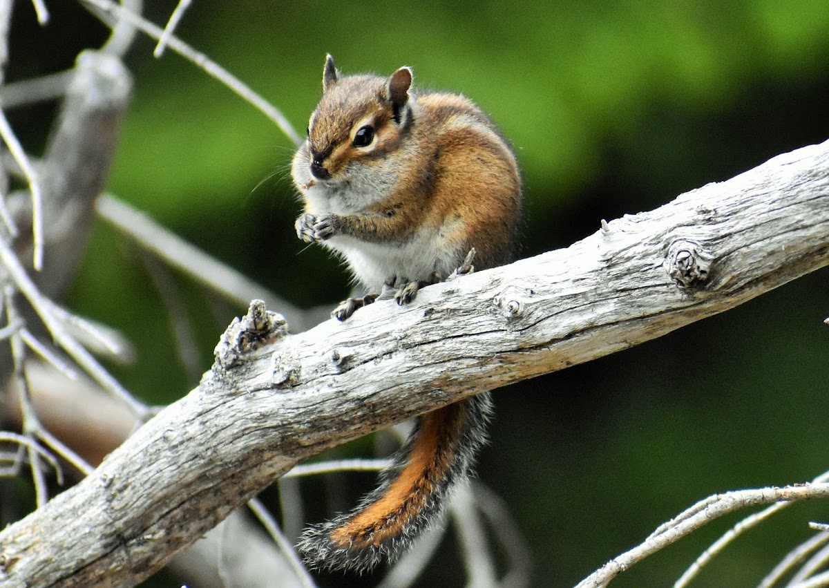 Townsend's chipmunk