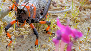 Namaqualand: The Desert Bloom thumbnail