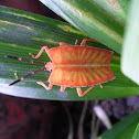 Shield Bug