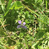 prairie violet